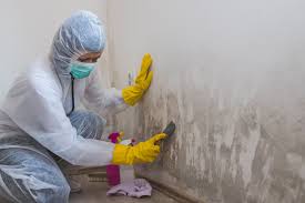 Environmental Consulting for Mold Prevention in Mangonia Park, FL